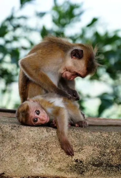 Homestay Liyara Home Stay Sigiriya